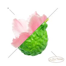 Illatosított Tusfürdő férfiaknak